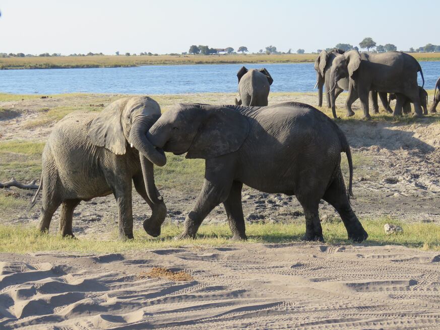 Elefantes jugando en Chobe