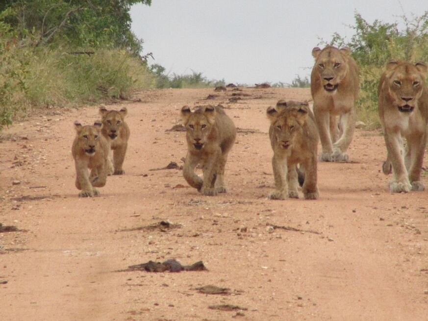 Varios cachorros de leon andando por un sendero con su madre