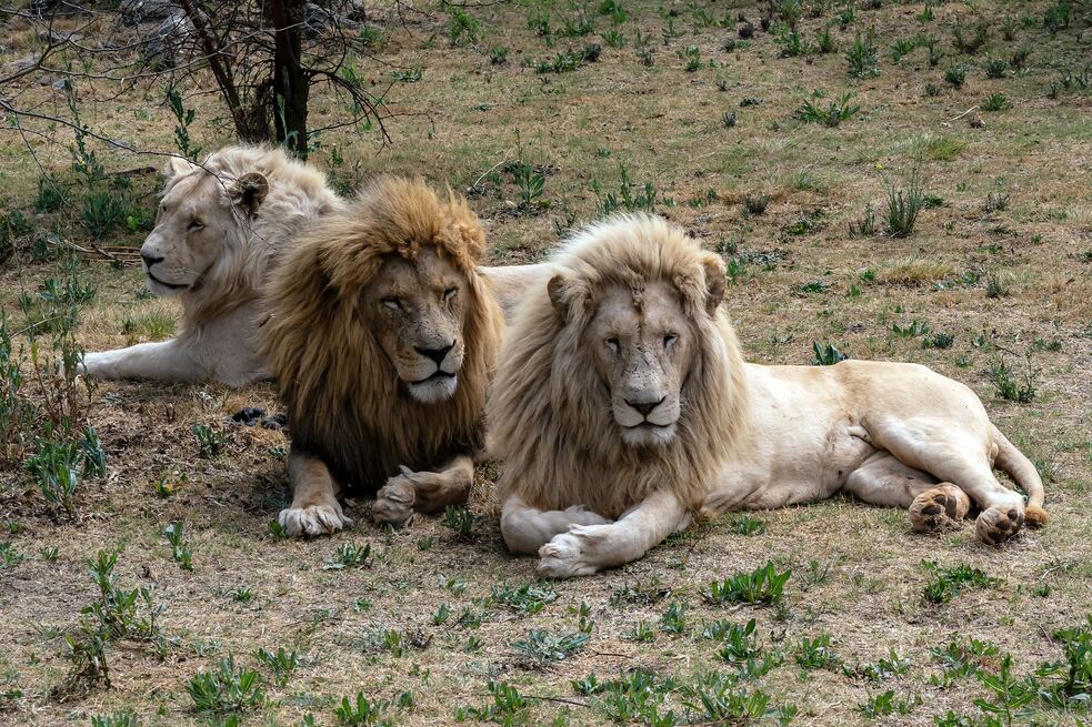 Tres leones tumbados en sudafrica