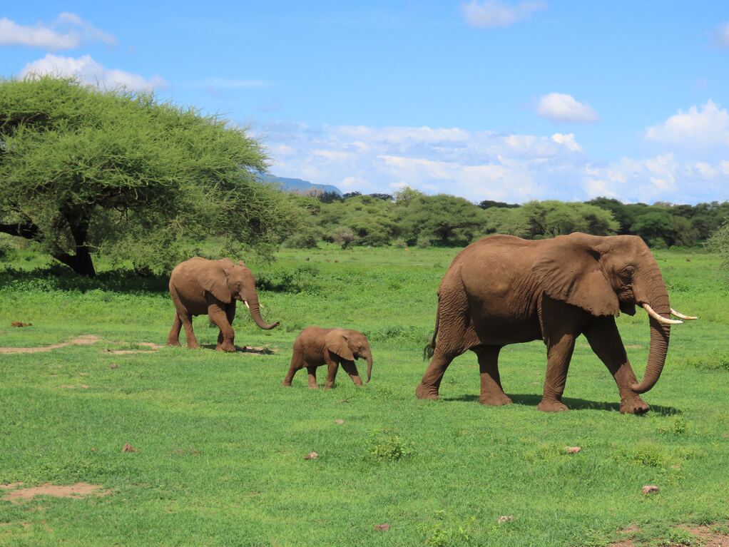 Familia de elefantes andando por el Serengueti