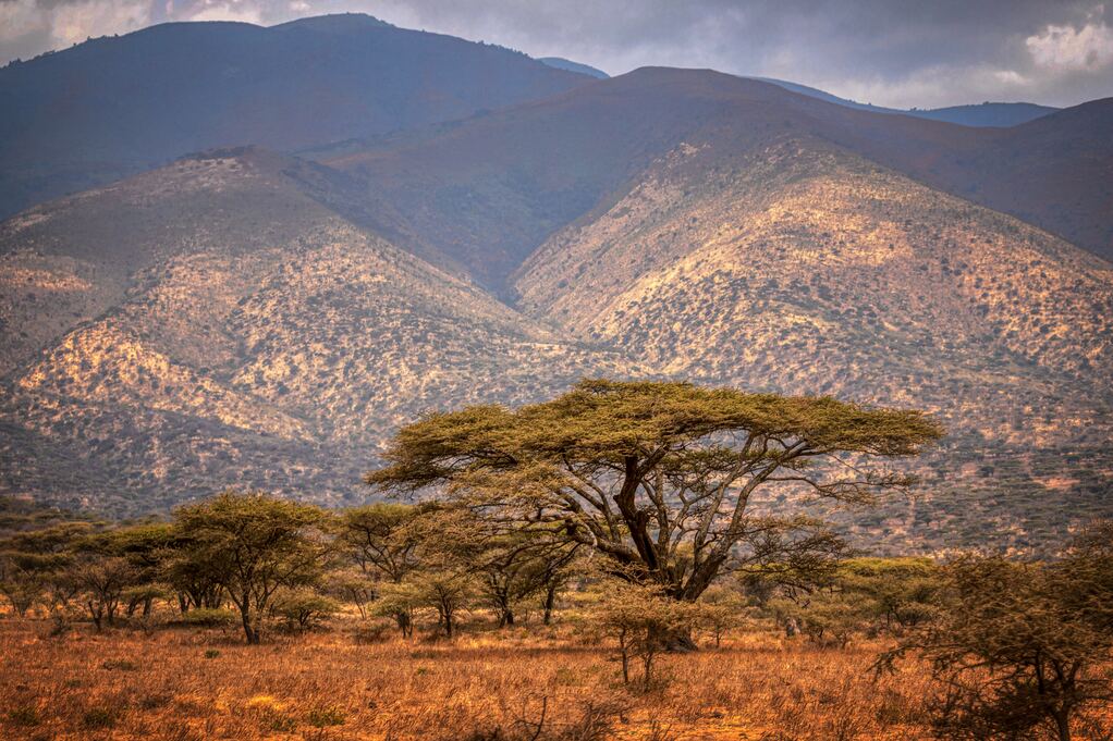 Arboles típicos del Serengueti