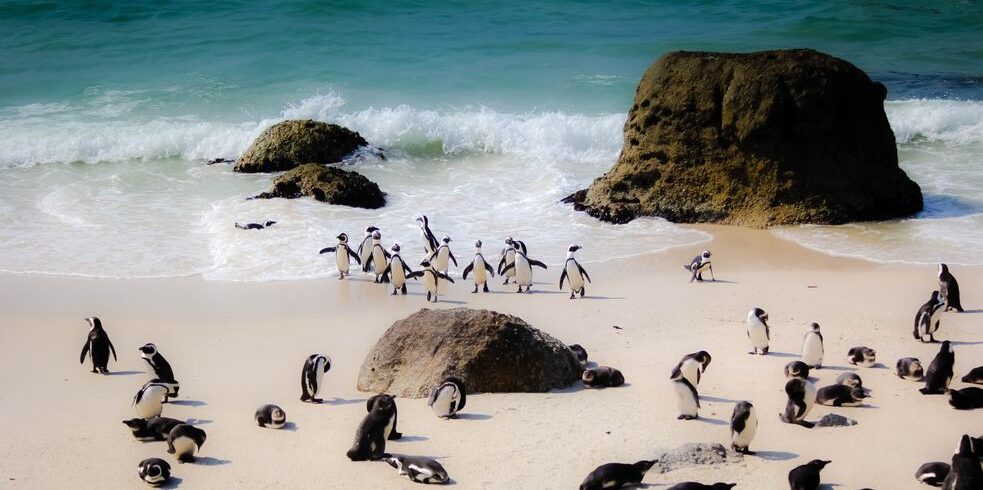 Playa de Cabo Simons en sudafrica llena de pinguinos