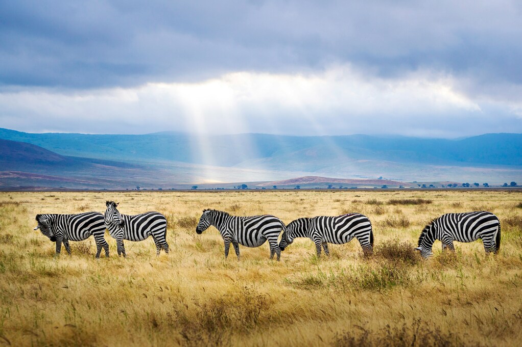 Rayos de sol saliendo de entre las nubes sobre un grupo de zebras en Tanzania